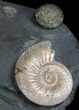 Iridescent Ammonite Fossils Mounted In Shale - x #34584-1